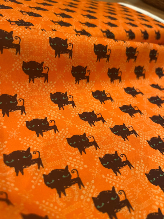 Black Cats at Halloween