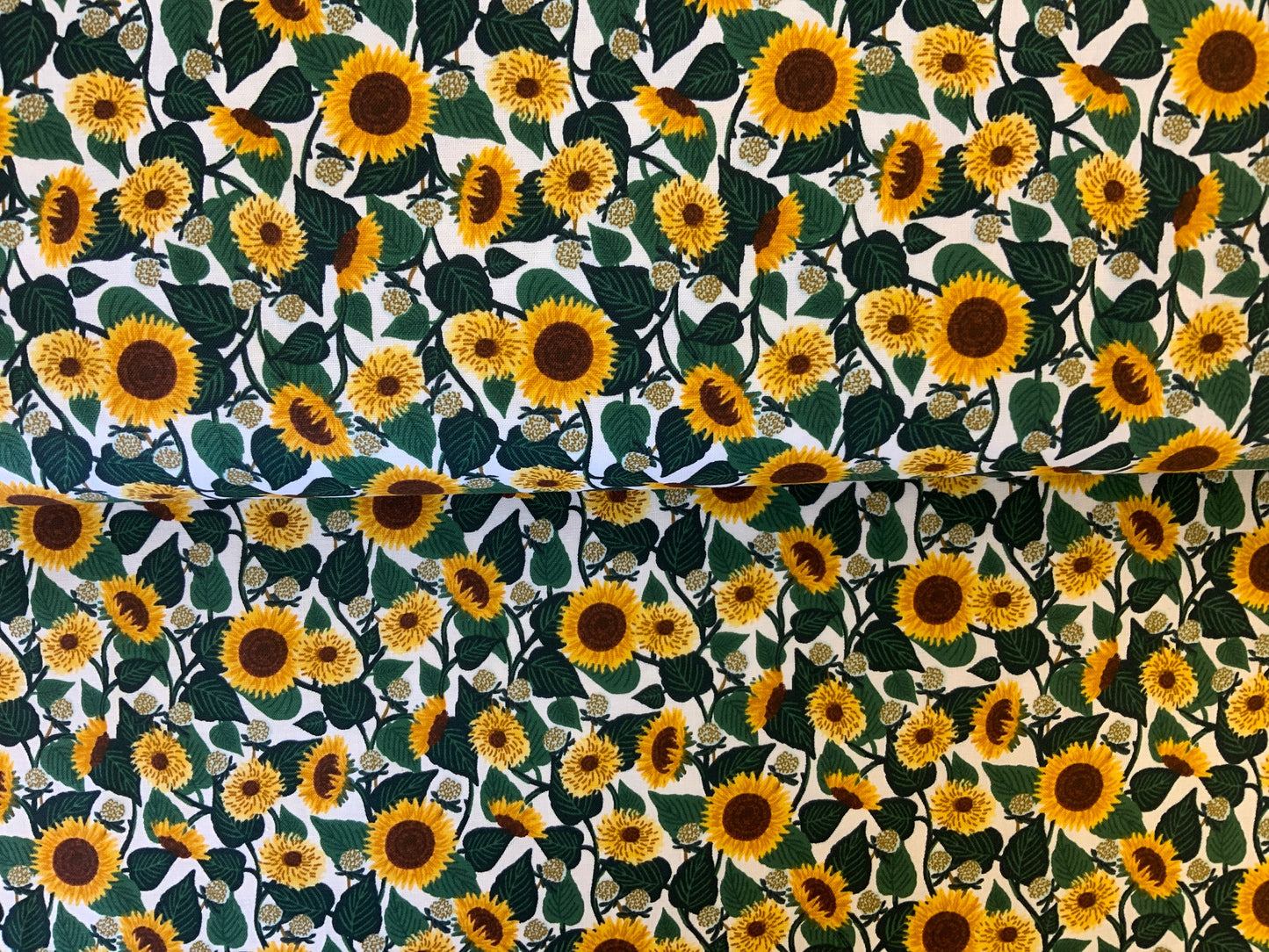 Sunflower Blooms
