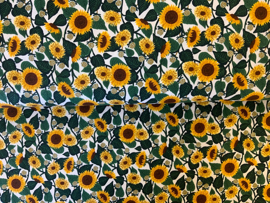 Sunflower Blooms