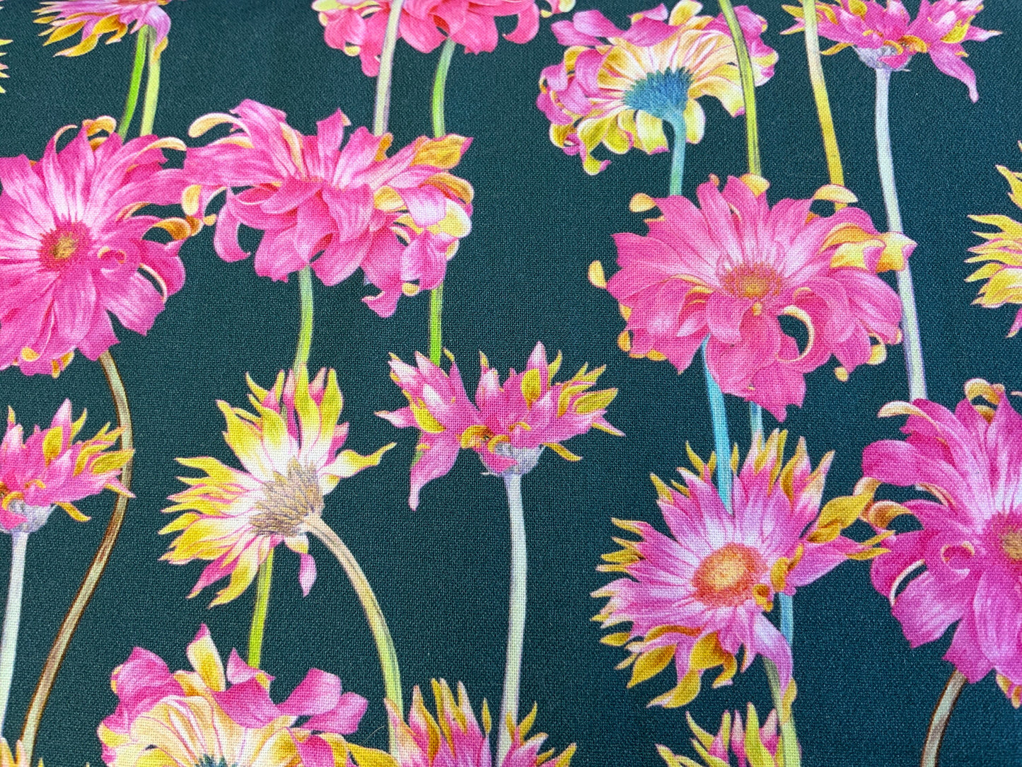 Gerber Blooms